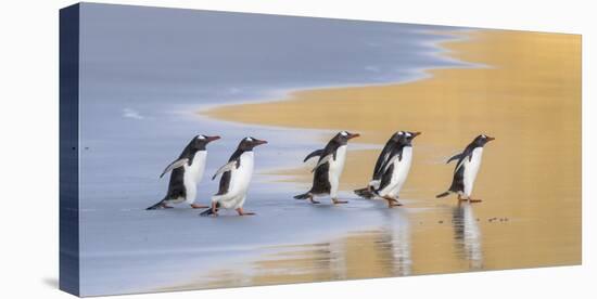 Gentoo Penguin Falkland Islands.-Martin Zwick-Stretched Canvas