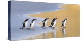 Gentoo Penguin Falkland Islands.-Martin Zwick-Stretched Canvas