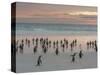 Gentoo Penguin Falkland Islands.-Martin Zwick-Stretched Canvas