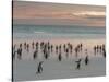 Gentoo Penguin Falkland Islands.-Martin Zwick-Stretched Canvas