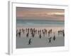 Gentoo Penguin Falkland Islands.-Martin Zwick-Framed Photographic Print