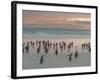 Gentoo Penguin Falkland Islands.-Martin Zwick-Framed Photographic Print