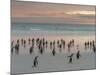 Gentoo Penguin Falkland Islands.-Martin Zwick-Mounted Photographic Print