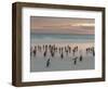 Gentoo Penguin Falkland Islands.-Martin Zwick-Framed Photographic Print