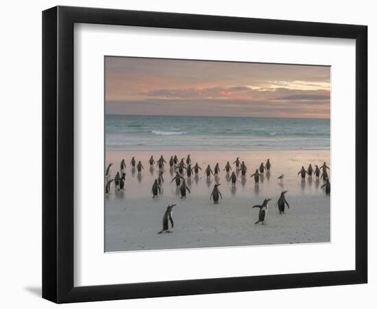 Gentoo Penguin Falkland Islands.-Martin Zwick-Framed Photographic Print