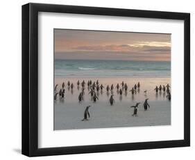 Gentoo Penguin Falkland Islands.-Martin Zwick-Framed Photographic Print