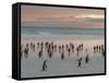 Gentoo Penguin Falkland Islands.-Martin Zwick-Framed Stretched Canvas