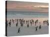 Gentoo Penguin Falkland Islands.-Martin Zwick-Stretched Canvas