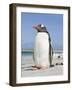 Gentoo Penguin Falkland Islands.-Martin Zwick-Framed Photographic Print