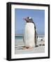 Gentoo Penguin Falkland Islands.-Martin Zwick-Framed Photographic Print