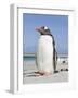 Gentoo Penguin Falkland Islands.-Martin Zwick-Framed Photographic Print