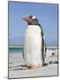 Gentoo Penguin Falkland Islands.-Martin Zwick-Mounted Photographic Print