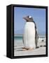 Gentoo Penguin Falkland Islands.-Martin Zwick-Framed Stretched Canvas