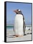 Gentoo Penguin Falkland Islands.-Martin Zwick-Framed Stretched Canvas