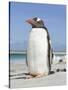 Gentoo Penguin Falkland Islands.-Martin Zwick-Stretched Canvas