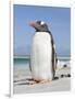 Gentoo Penguin Falkland Islands.-Martin Zwick-Framed Photographic Print