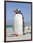 Gentoo Penguin Falkland Islands.-Martin Zwick-Framed Photographic Print