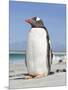 Gentoo Penguin Falkland Islands.-Martin Zwick-Mounted Photographic Print