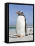 Gentoo Penguin Falkland Islands.-Martin Zwick-Framed Stretched Canvas