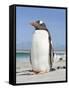 Gentoo Penguin Falkland Islands.-Martin Zwick-Framed Stretched Canvas