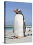 Gentoo Penguin Falkland Islands.-Martin Zwick-Stretched Canvas