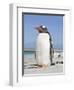 Gentoo Penguin Falkland Islands.-Martin Zwick-Framed Photographic Print