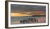 Gentoo Penguin Falkland Islands.-Martin Zwick-Framed Photographic Print