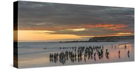 Gentoo Penguin Falkland Islands.-Martin Zwick-Stretched Canvas