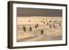 Gentoo Penguin Falkland Islands.-Martin Zwick-Framed Photographic Print