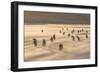 Gentoo Penguin Falkland Islands.-Martin Zwick-Framed Photographic Print