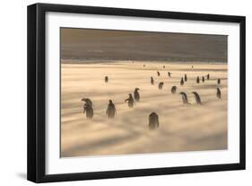 Gentoo Penguin Falkland Islands.-Martin Zwick-Framed Photographic Print