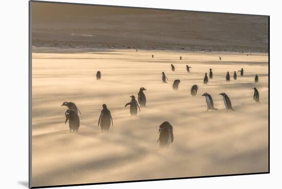 Gentoo Penguin Falkland Islands.-Martin Zwick-Mounted Photographic Print