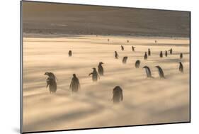 Gentoo Penguin Falkland Islands.-Martin Zwick-Mounted Photographic Print