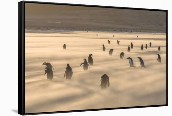 Gentoo Penguin Falkland Islands.-Martin Zwick-Framed Stretched Canvas