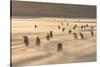 Gentoo Penguin Falkland Islands.-Martin Zwick-Stretched Canvas