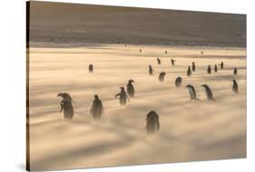 Gentoo Penguin Falkland Islands.-Martin Zwick-Stretched Canvas