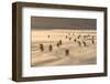 Gentoo Penguin Falkland Islands.-Martin Zwick-Framed Photographic Print