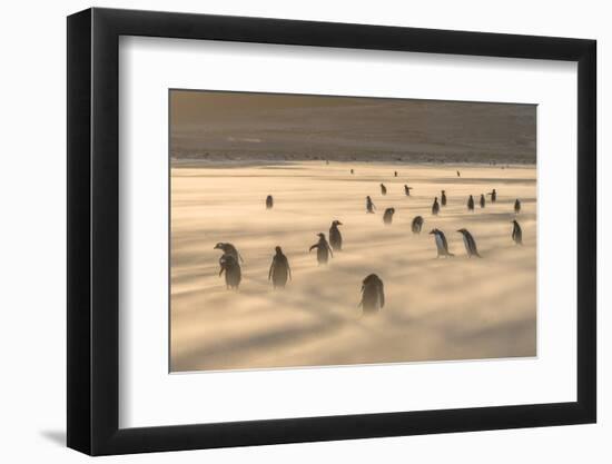 Gentoo Penguin Falkland Islands.-Martin Zwick-Framed Photographic Print