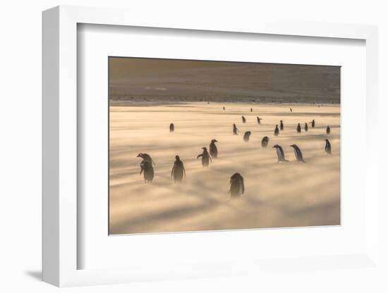 Gentoo Penguin Falkland Islands.-Martin Zwick-Framed Photographic Print