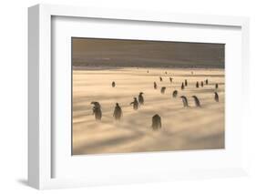 Gentoo Penguin Falkland Islands.-Martin Zwick-Framed Photographic Print