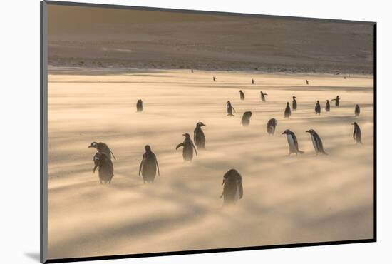 Gentoo Penguin Falkland Islands.-Martin Zwick-Mounted Photographic Print