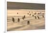 Gentoo Penguin Falkland Islands.-Martin Zwick-Framed Photographic Print