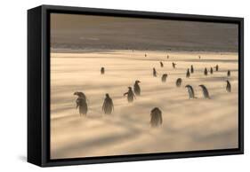 Gentoo Penguin Falkland Islands.-Martin Zwick-Framed Stretched Canvas