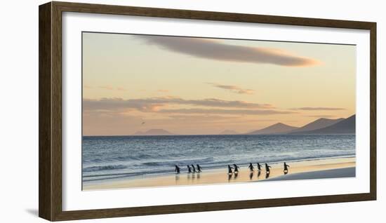 Gentoo Penguin Falkland Islands.-Martin Zwick-Framed Photographic Print