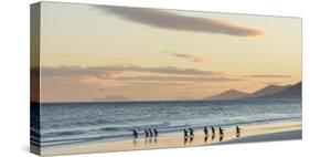 Gentoo Penguin Falkland Islands.-Martin Zwick-Stretched Canvas