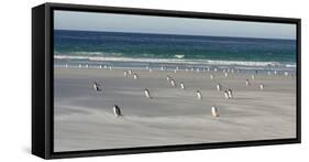 Gentoo Penguin Falkland Islands.-Martin Zwick-Framed Stretched Canvas