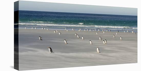 Gentoo Penguin Falkland Islands.-Martin Zwick-Stretched Canvas