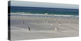 Gentoo Penguin Falkland Islands.-Martin Zwick-Stretched Canvas