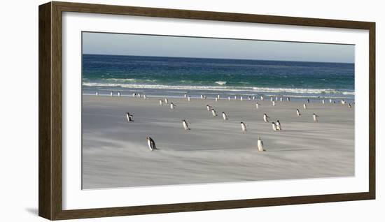 Gentoo Penguin Falkland Islands.-Martin Zwick-Framed Photographic Print