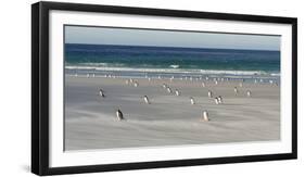 Gentoo Penguin Falkland Islands.-Martin Zwick-Framed Photographic Print